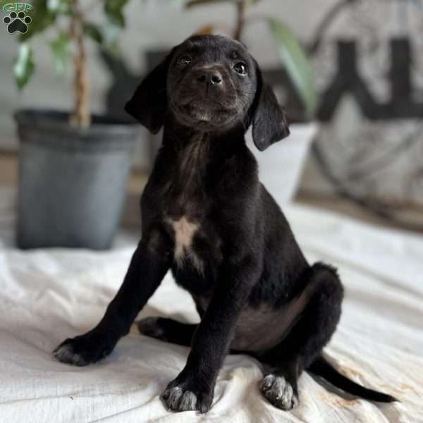 Michael, Black Labrador Retriever Puppy